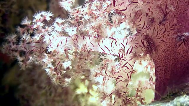 软珊瑚水下背景海洋景观在红海。视频素材