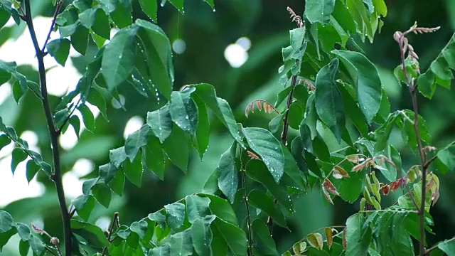 雨天的风景视频素材