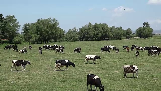 牛羊群视频素材