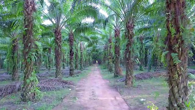 泰国攀雅省油棕榈种植园鸟瞰图视频素材