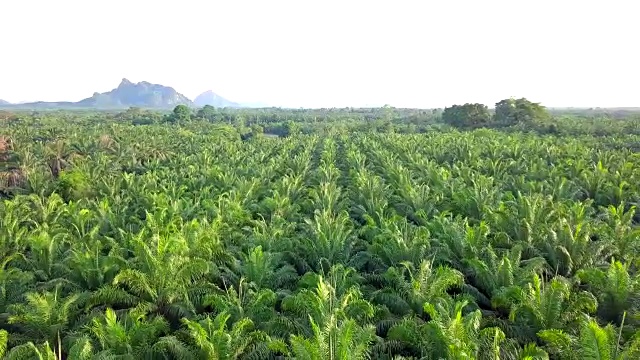 泰国攀雅省油棕榈种植园鸟瞰图视频下载