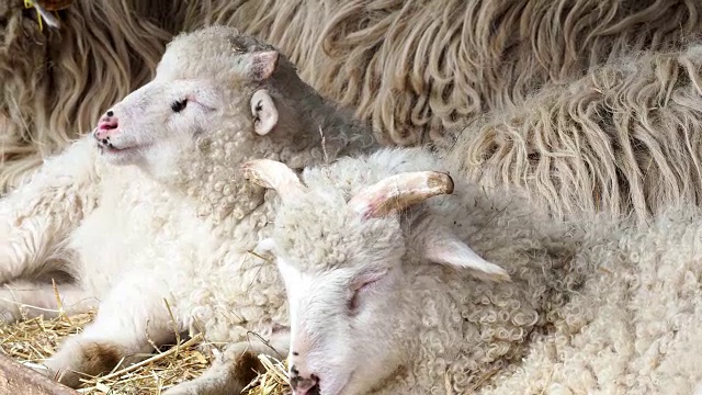 羊群躺在羊圈的干草上啃草，小公羊睡在牧场里。Wallachian羊。视频下载
