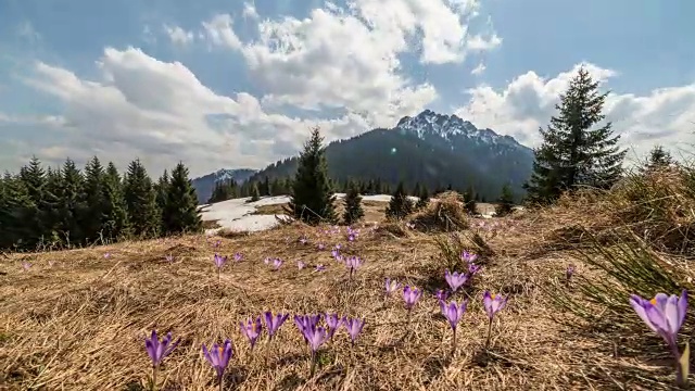 云彩在春日的山峦上，草地上长满了番红花。摄影小车拍摄视频素材