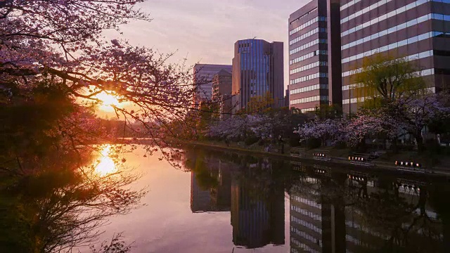 日落时，樱花和城市建筑倒映在河上视频下载