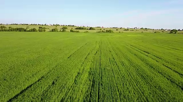 无人机在大片绿色麦田上空拍摄视频素材