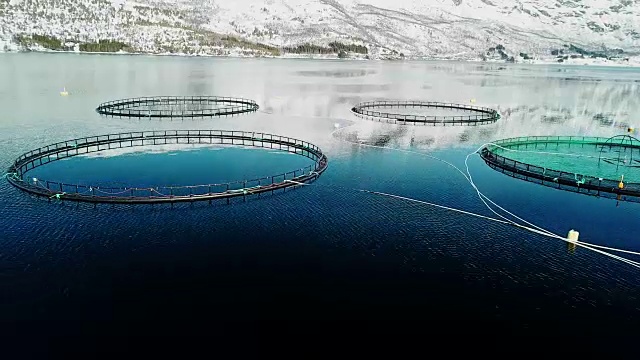挪威的鲑鱼渔场视频下载