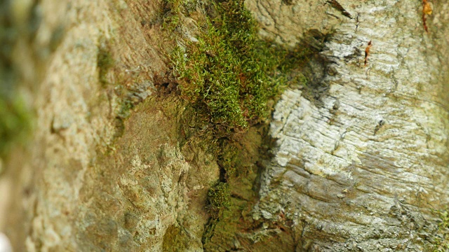 甲虫在松树树干上的触须视频素材