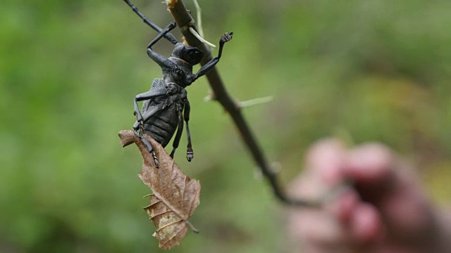 甲虫触须。在干树枝上有长触角的臭虫。宏视频素材