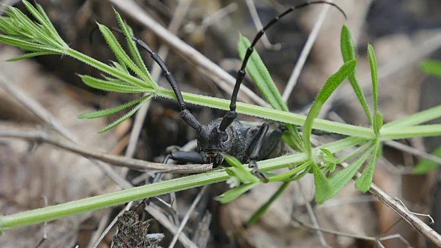 户外黑甲虫触须近距离观察。宏视频下载