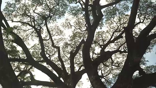 低角度视图:罗望子树的分枝视频下载