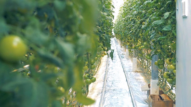 靠近未成熟的西红柿挂在树枝和通道在绿色植物视频素材