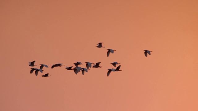 赞比亚，白鹭飞过夕阳视频下载
