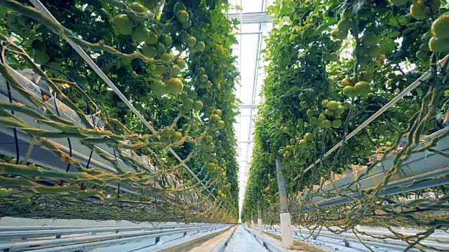 生长中的番茄的根和茎缠绕着温室设备，靠近地面视频素材