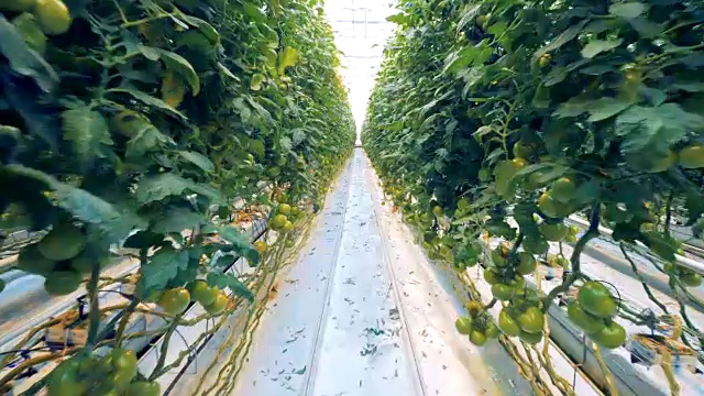 穿过西红柿种植园在暖房沿着通道视频下载