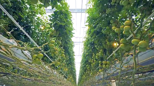 在一个宽敞的温室中，番茄矮林的动态自下而上视图视频下载