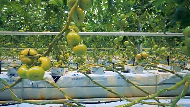 近距离观察多个绿色番茄簇和温室设备视频下载