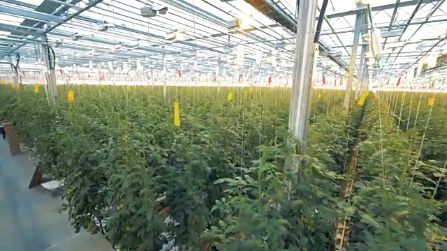 大量捆起来的番茄丛在温室里培育视频下载
