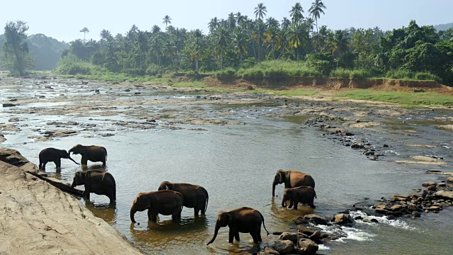丛林河中的一群大象。Pinnawala大象孤儿院。斯里兰卡，4K超高清视频下载