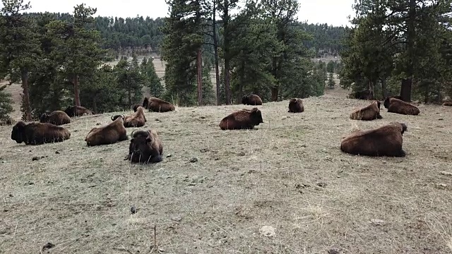 一群水牛在山上打盹视频下载