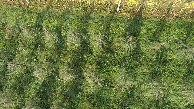 斯洛文尼亚绿色枸杞作物高空鸟瞰图视频下载
