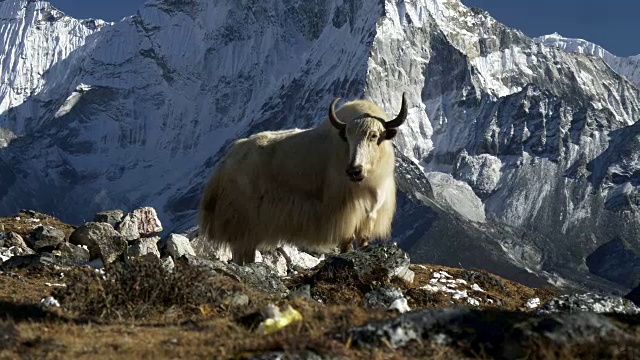 白牦牛和雪山背景。尼泊尔视频素材