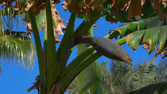 在明亮的蓝色天空的映衬下，树上的花香蕉视频下载