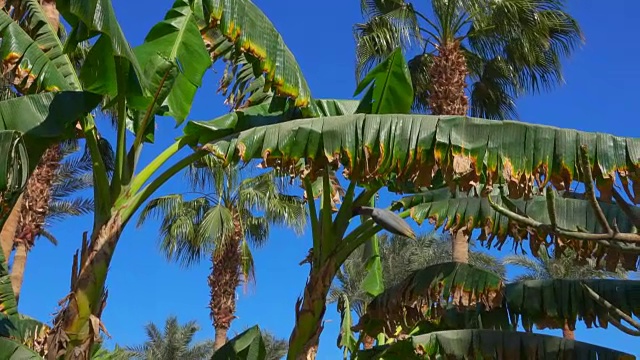 香蕉树的叶子和花在一个晴朗的日子视频下载