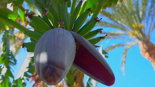 在明亮的蓝色天空的映衬下，树上的花香蕉视频下载