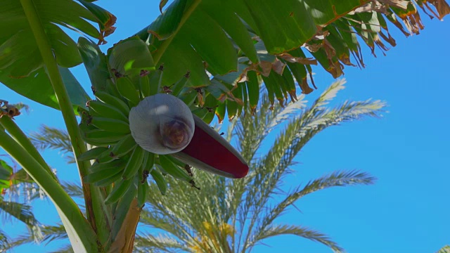 一个花和香蕉水果在树上的特写视频下载