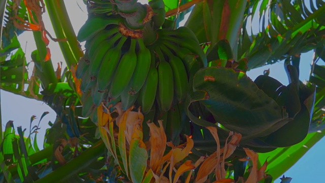 阳光穿过树上的香蕉视频下载