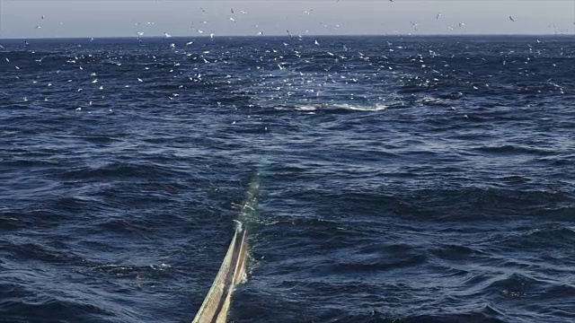 渔船拖网渔船:捕获大量的鱼视频素材