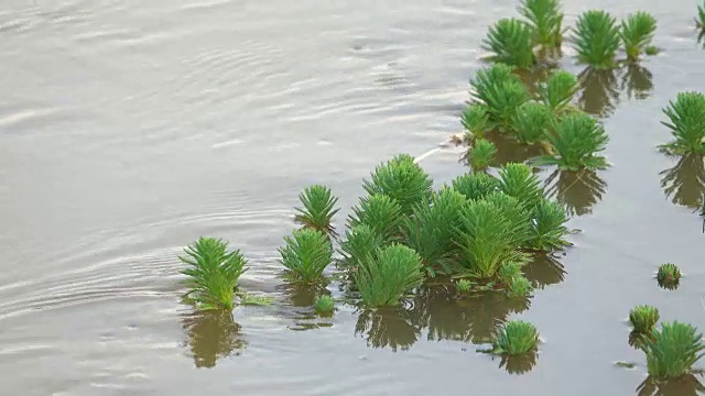 河流中的绿色植物视频下载