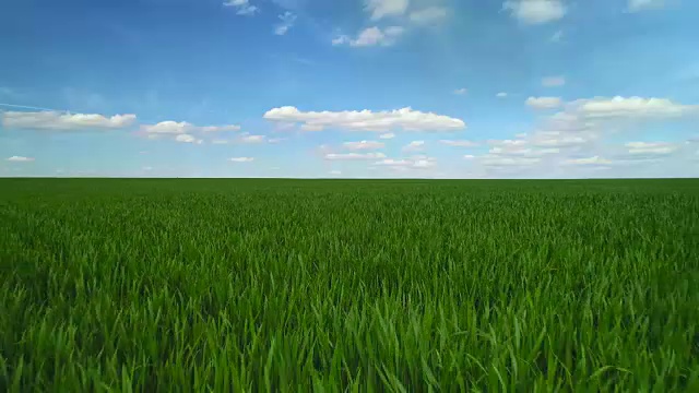 绿油油的麦田，蓝天白云，航拍视频视频下载