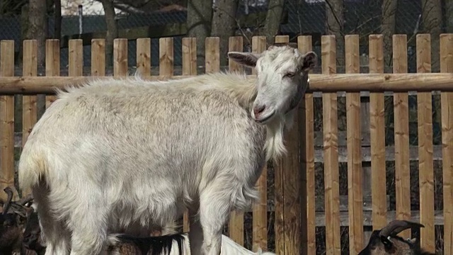 山羊群(Capra hircus)，动物群视频素材
