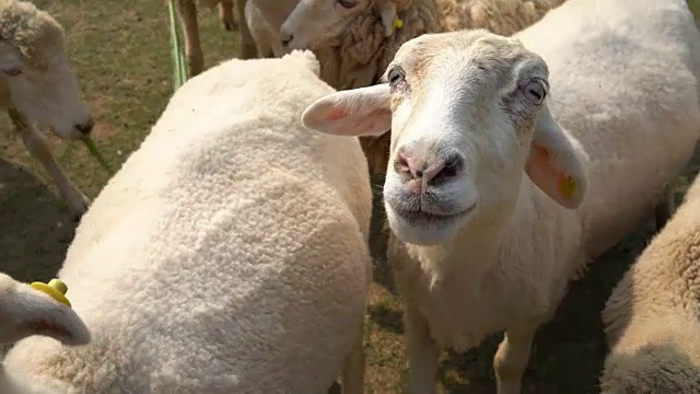 4羊吃草视频下载