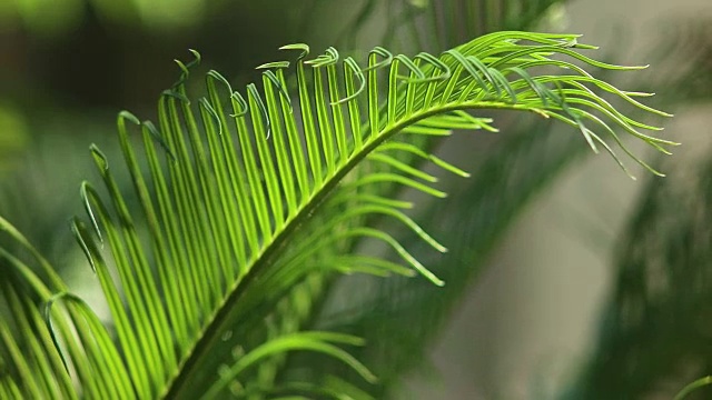苏铁树叶和自然光下的风的特写视频素材