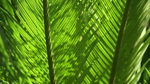 苏铁树叶和自然光下的风的特写视频素材