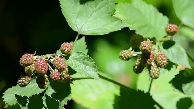 黑莓莓果风视频下载