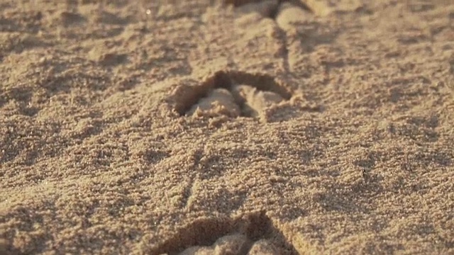 脚印，海鸥，动物的脚印，沙滩视频下载