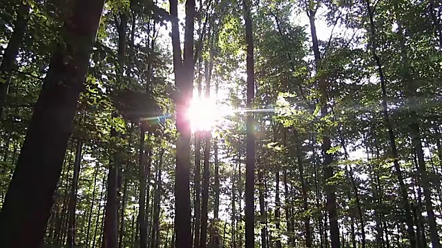 森林的阳光使树木安静视频下载
