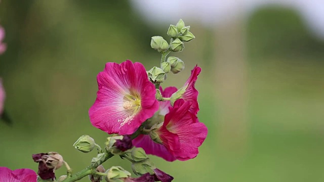 锦葵花粉红色的花园花蕾视频下载