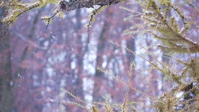 冬季的针叶树的分枝视频素材
