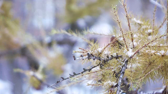 冬季的针叶树的分枝视频素材