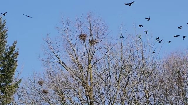 一群乌鸦在天空中盘旋视频下载