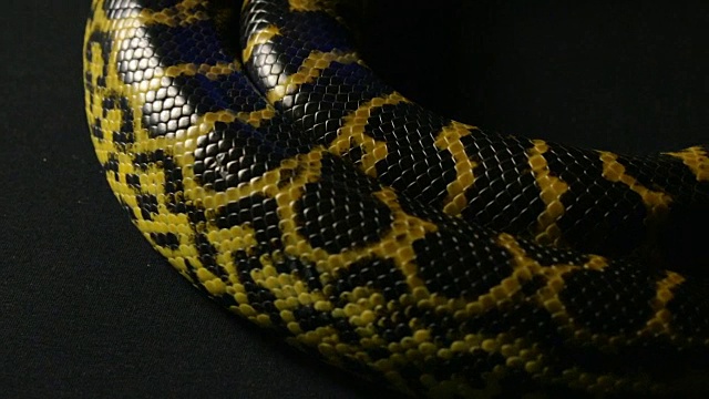 在演播室里爬行黄色的蟒蛇视频素材
