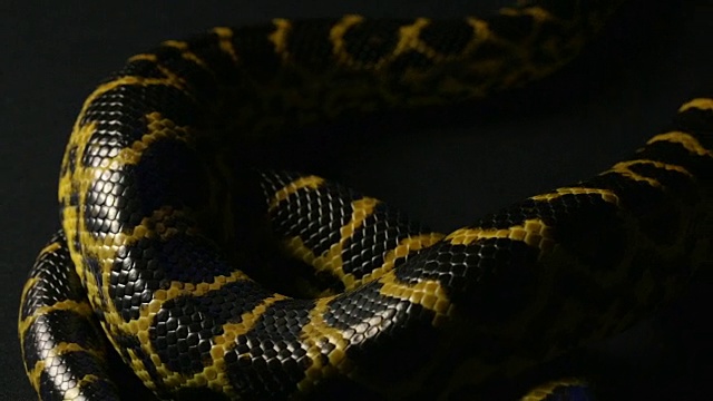 黄色蟒蛇在阴影中爬行视频素材