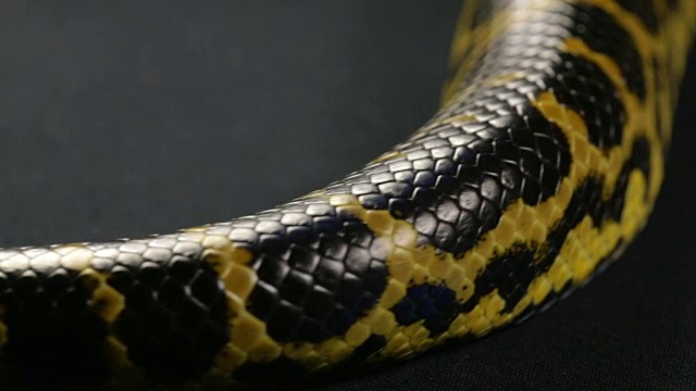 黄色蟒蛇爬行的尾巴视频素材