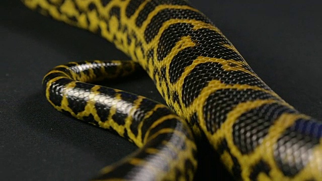 黄蛇爬行的尾巴视频素材