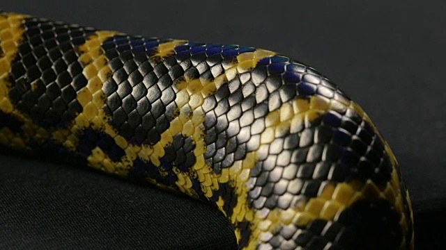 近距离拍摄黄色蟒蛇的蛇皮视频素材