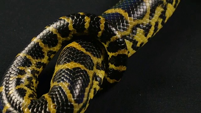 黄色蟒蛇在爬行视频素材